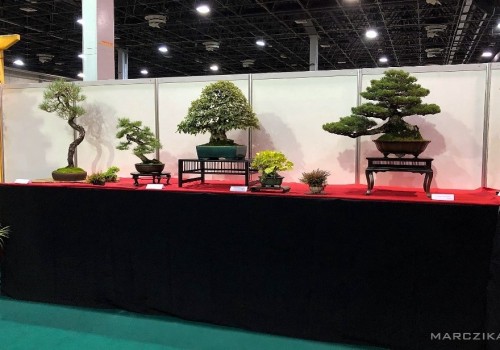 Our bonsai and orchid exhibition at OMÉK 2019