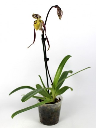 Paphiopedilum philippinense x sib