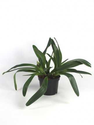 Paphiopedilum Winston Churchill Lippe Fumm