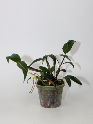 Dendrobium tetragonum