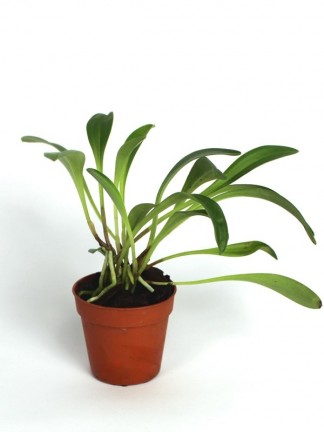 Masdevallia chontalensis