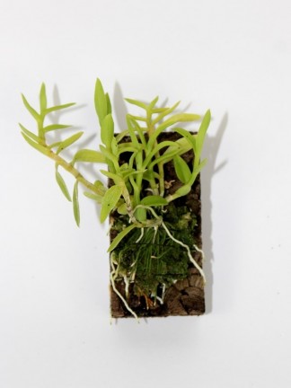 Dendrobium loddigesii