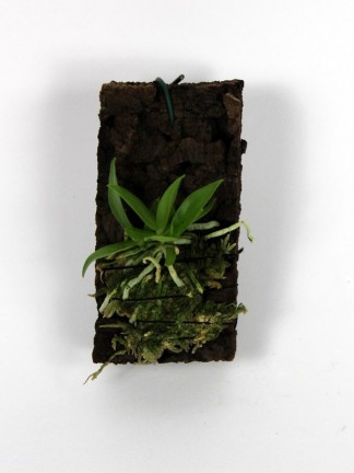 Oeoniella polystachys