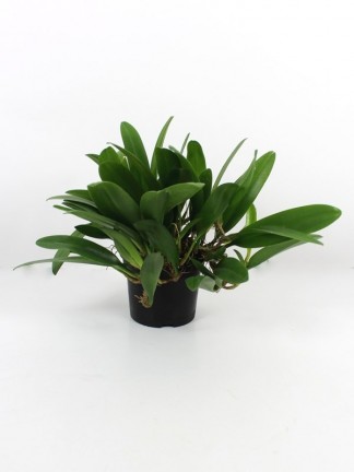 Bulbophyllum corolliferum 15-20 bulbás