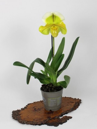 Paphiopedilum Green