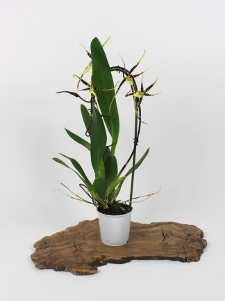 Brassia Toscane 01.