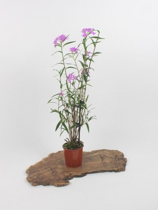 Epidendrum centropetalum