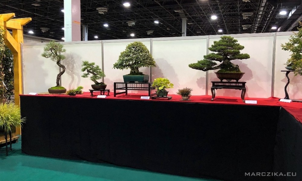 Our bonsai and orchid exhibition at OMÉK 2019