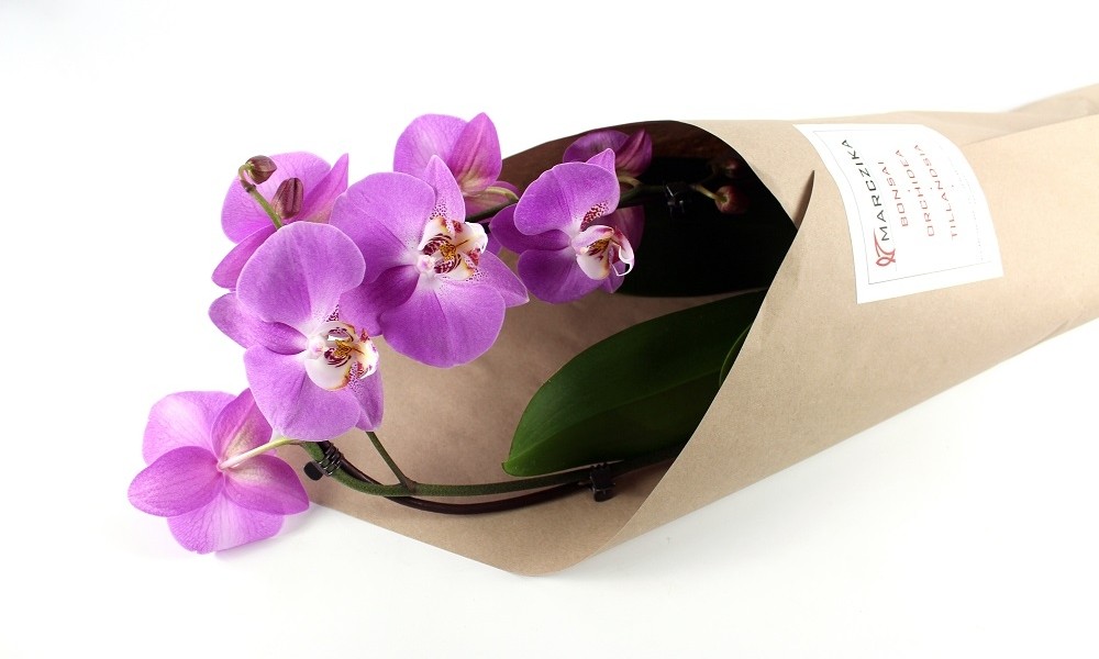 What should I do with my orchid after shopping?