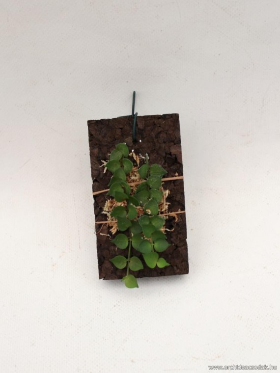 Dischidia ruscifolia