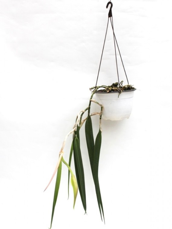 Epidendrum parkinsonianum