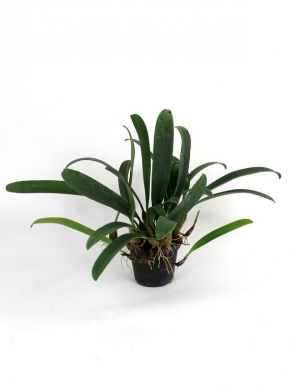 Bulbophyllum makoyanum 12-15 bulbás