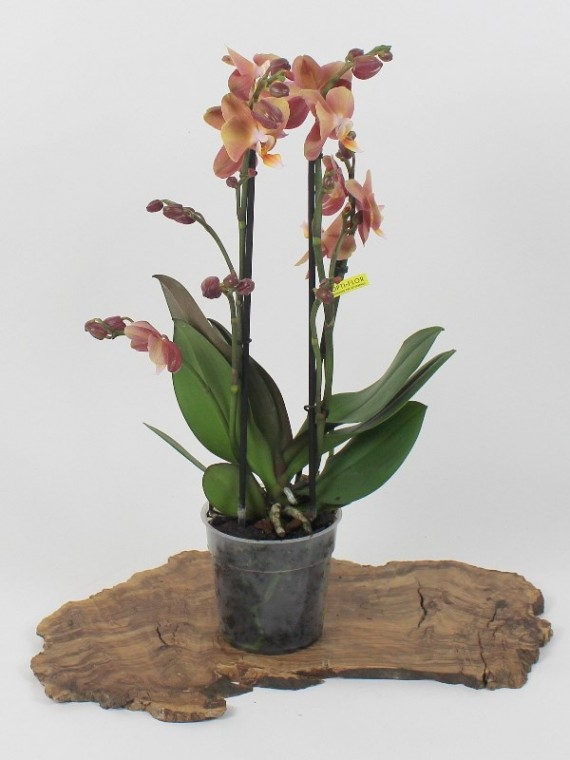 Phalaenopsis Monaco Exclusivo