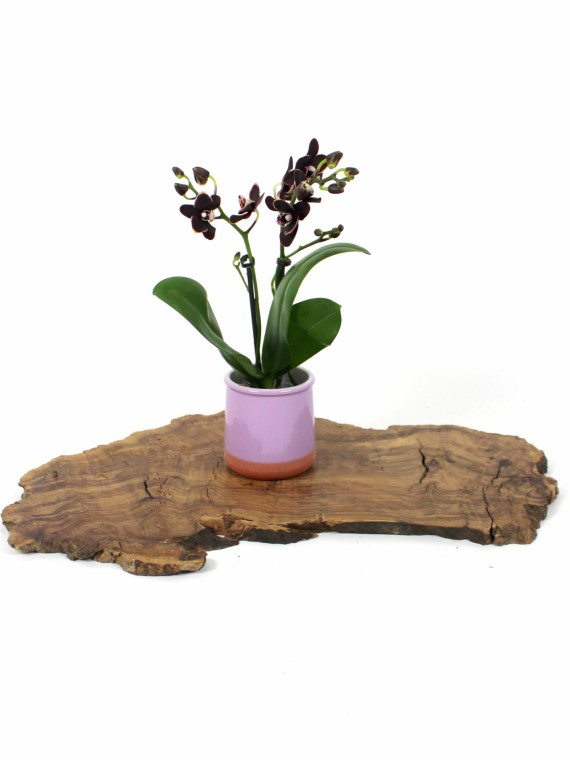 Phalaenopsis 2 száras mini kaspóval
