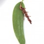 Pleurothallis pubescens 