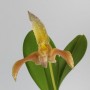 Bulbophyllum polystictum