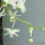 Phymatidium tillandsioides orchidea
