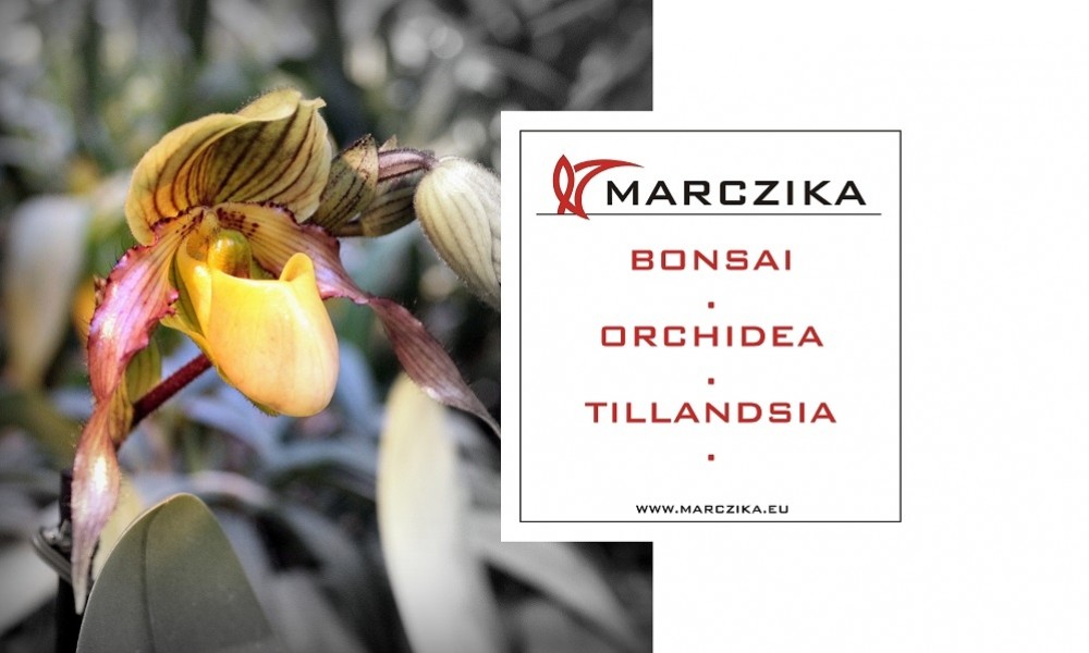 Egy szenzációs orchidea és bromélia kiállításra invitálunk!