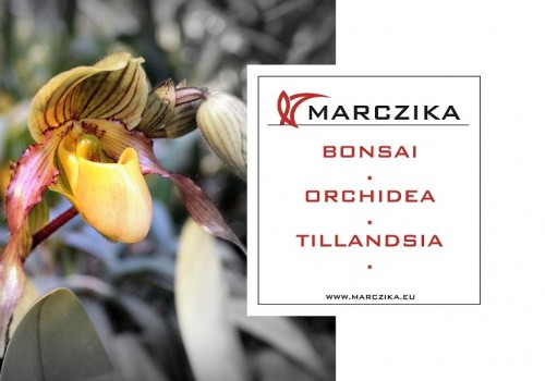 We invite you to a sensational exhibition of orchids and bromeliads!