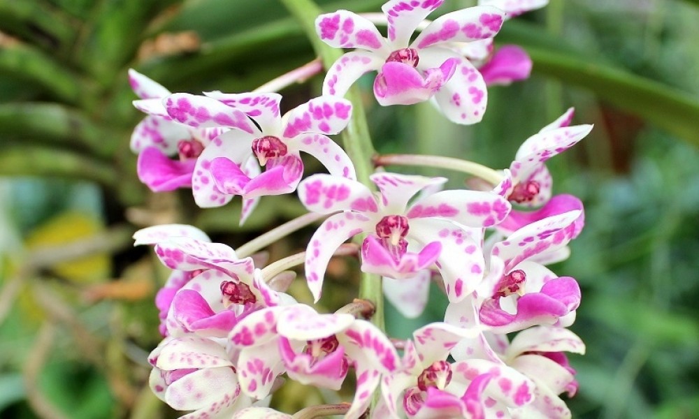 Orchideákról és orchidea praktikákról - ezúttal a Győrplusz TV műsorában jelentünk meg