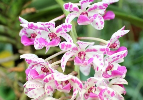 Orchideákról és orchidea praktikákról - ezúttal a Győrplusz TV műsorában jelentünk meg