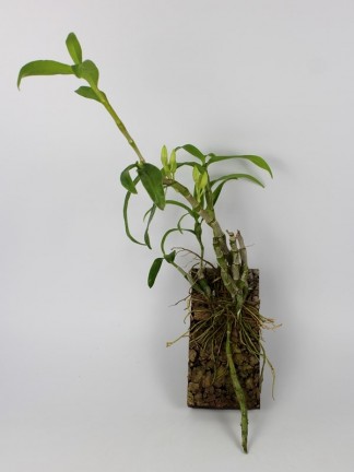 Dendrobium nobile orchidea -blokkos