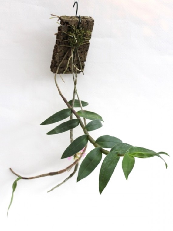 Dendrobium miyakei 