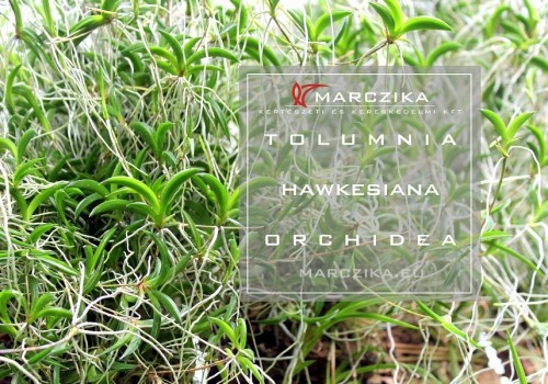 Tolumnia hawkesiana - a small orchid from Cuba