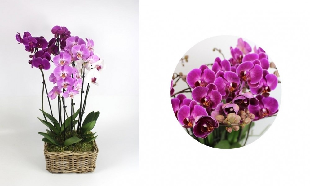 Lepkeorchideák enteriőr dizájnnak - színek és harmóniák