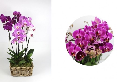 Lepkeorchideák enteriőr dizájnnak - színek és harmóniák