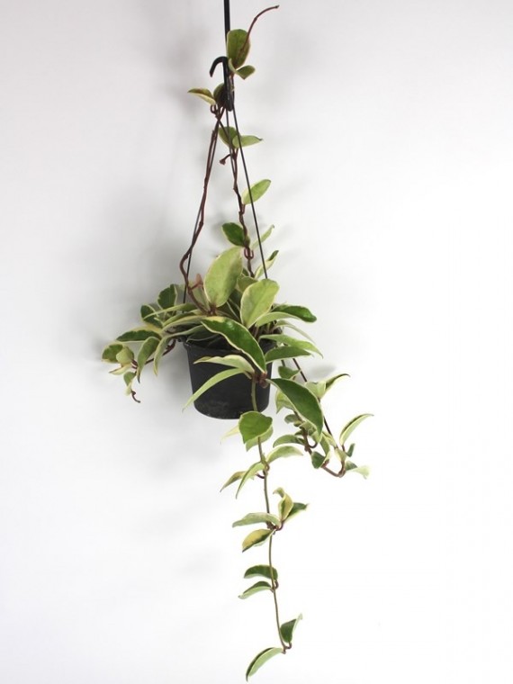 Hoya carnosa f.variegata