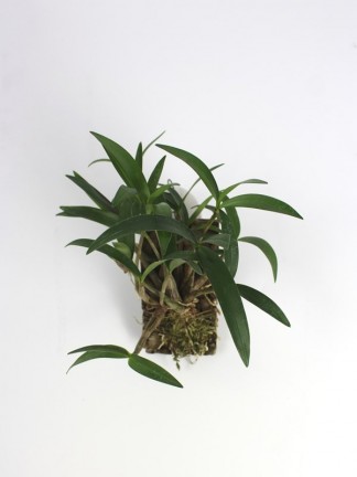 Dendrobium kingianum 02.