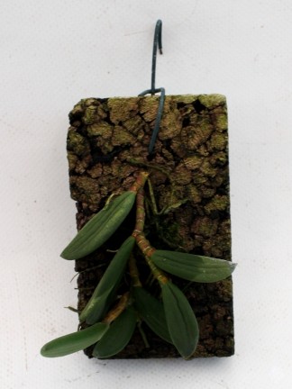 Dendrobium linguiforme