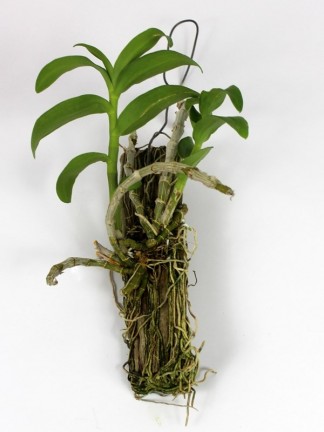 Dendrobium anosmum semi alba