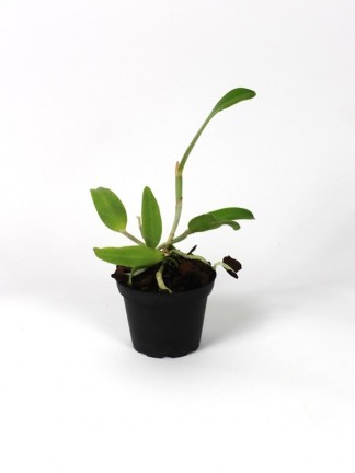 Cattleya bicolor 'Chocolate' x Caraca