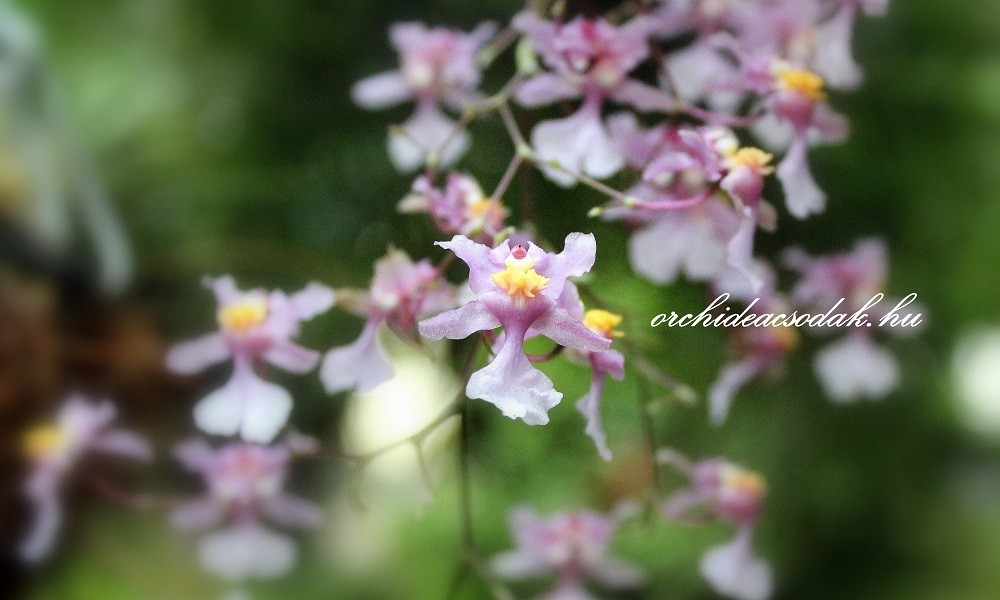 Az illatos orchideák szerelmeseinek: Oncidium ornithorhynchum