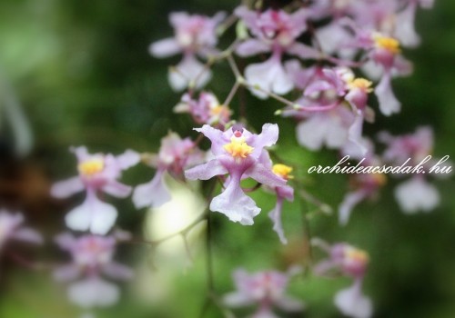 For lovers of fragrant orchids: Oncidium ornithorhynchum