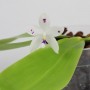 Phalaenopsis speciosa 'Spot'