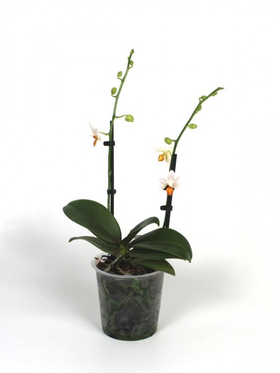 Phalaenopsis Mini Mark 2 virág száras