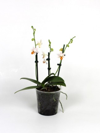 Phalaenopsis Mini Mark 3 virágszáras