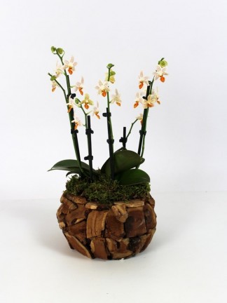 Phalaenopsis Mini Mark fa borítású kaspóban