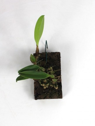 Bulbophyllum Tsiku Pouter (putidum x lobbii var polystictum)