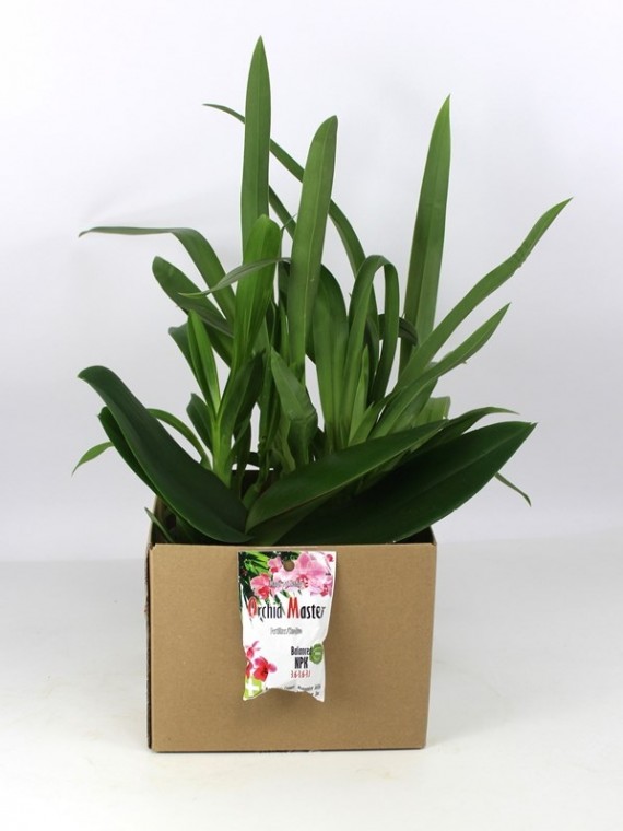Orchidea csomag + Ajándék