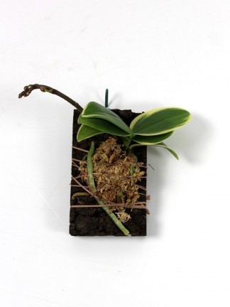 Phalaenopsis Sogo Vivien