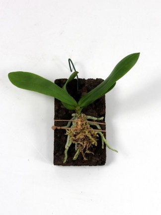 Phalaenopsis skywalker