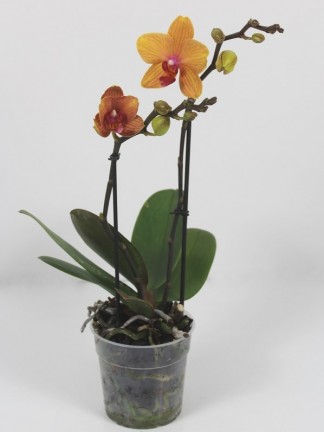 Phalaenopsis Multiflora mymonro bronzer 
