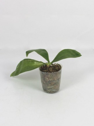 Phalaenopsis modesta x sib