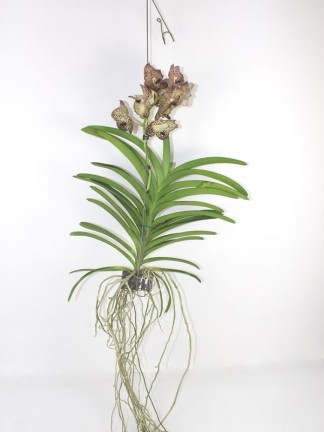 Vanda orchidea 2 száras 01.