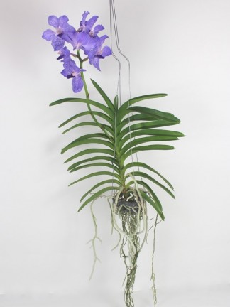 Vanda orchidea 002.