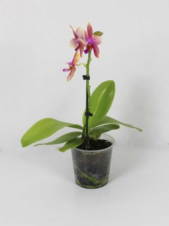 Phalaenopsis liodoro 1 virágszáras